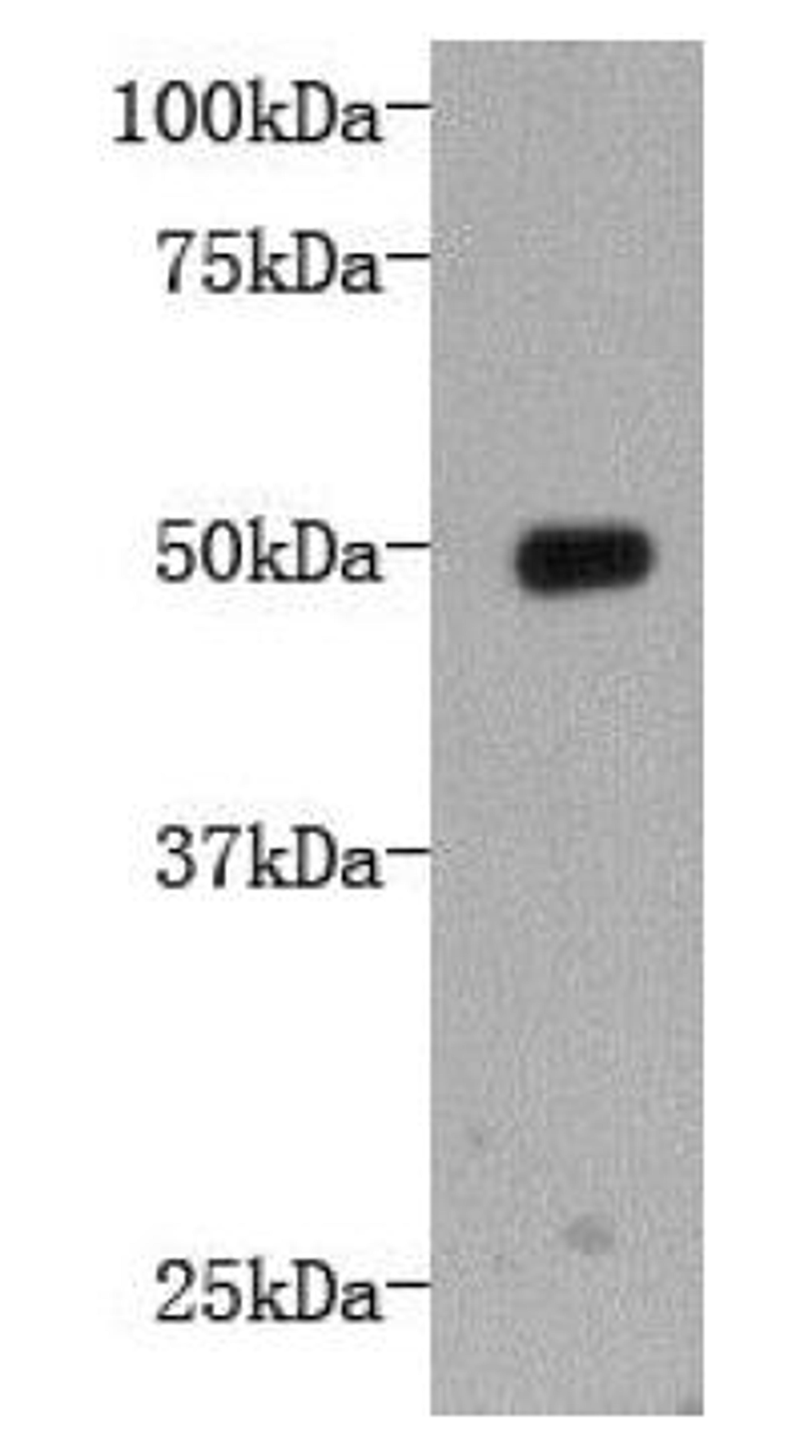 Western blot analysis of recombinant protein using LRP-1 antibody