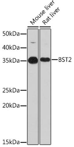 Western blot - BST2 Rabbit mAb (A8839)