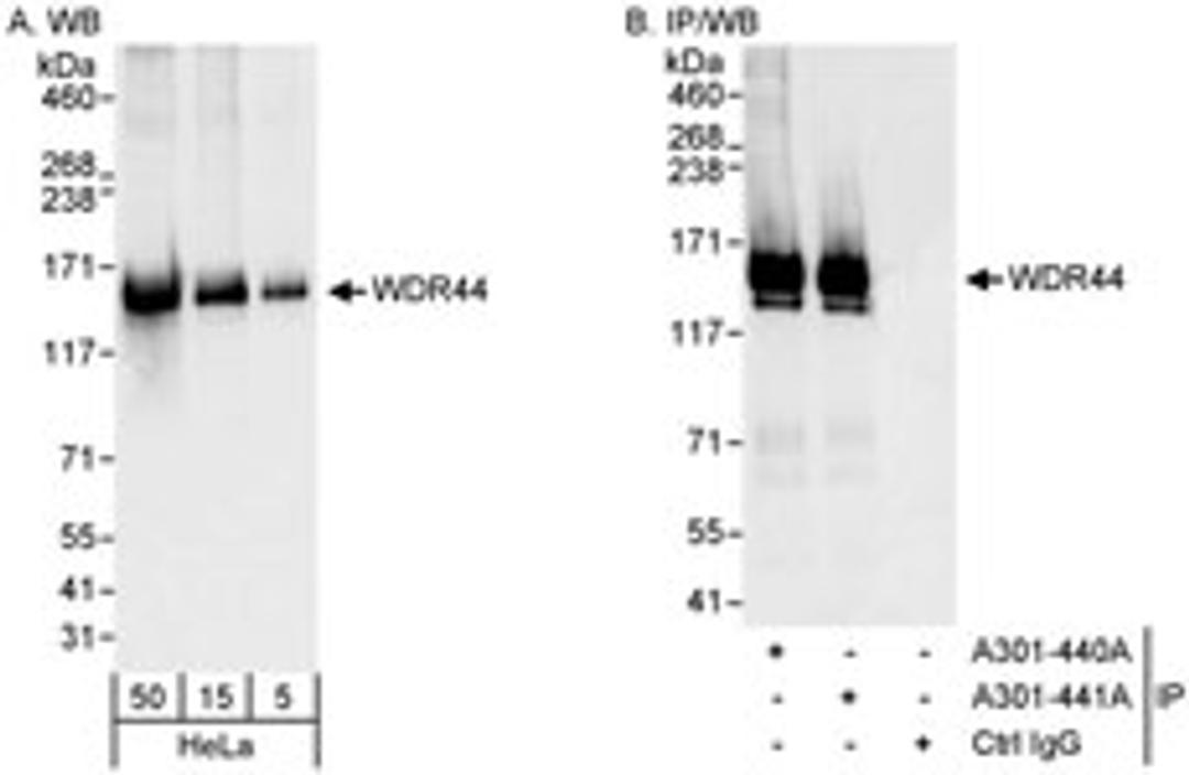 Detection of human WDR44 by western blot and immunoprecipitation.