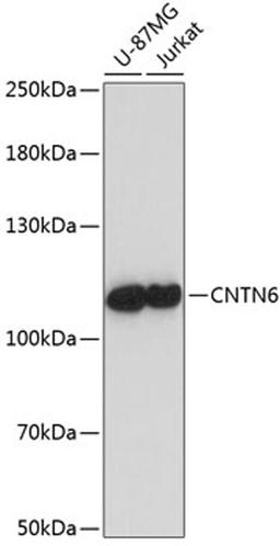 Western blot - CNTN6 antibody (A14275)