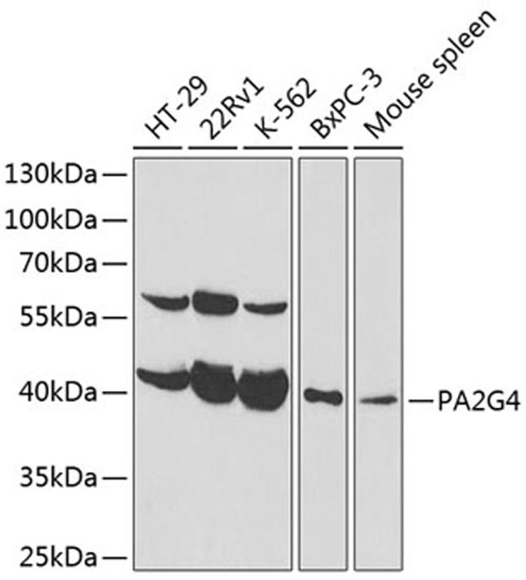 Western blot - PA2G4 antibody (A14037)