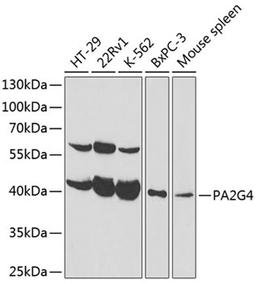 Western blot - PA2G4 antibody (A14037)