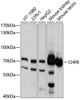 Western blot - CHFR antibody (A10447)