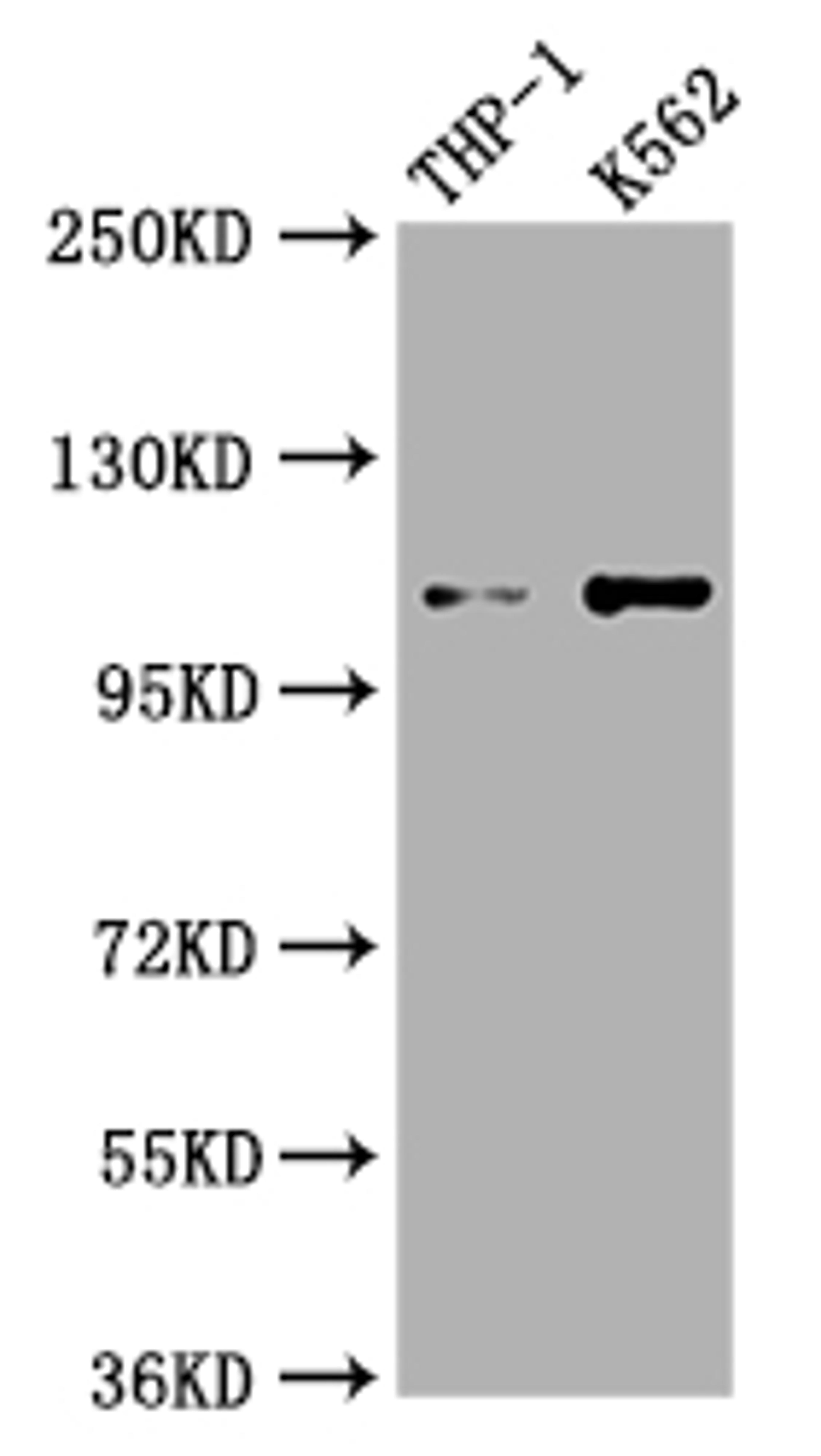 Western Blot. Positive WB detected in: THP-1 whole cell lysate, K562 whole cell lysate. All lanes: C3 antibody at 1:1000. Secondary. Goat polyclonal to rabbit IgG at 1/50000 dilution. Predicted band size: 188 kDa. Observed band size: 115 kDa. 