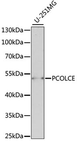 Western blot - PCOLCE antibody (A15298)