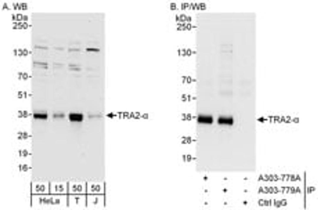 Detection of human TRA2-alpha by western blot and immunoprecipitation.