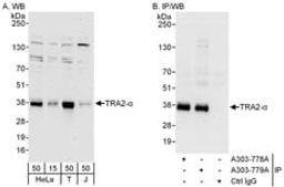 Detection of human TRA2-alpha by western blot and immunoprecipitation.