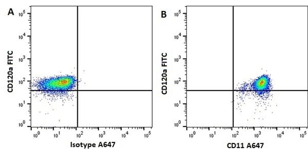 Figure A. mouse anti human CD31. Figure B. mouse anti human CD31 and mouse anti human CD11b. 