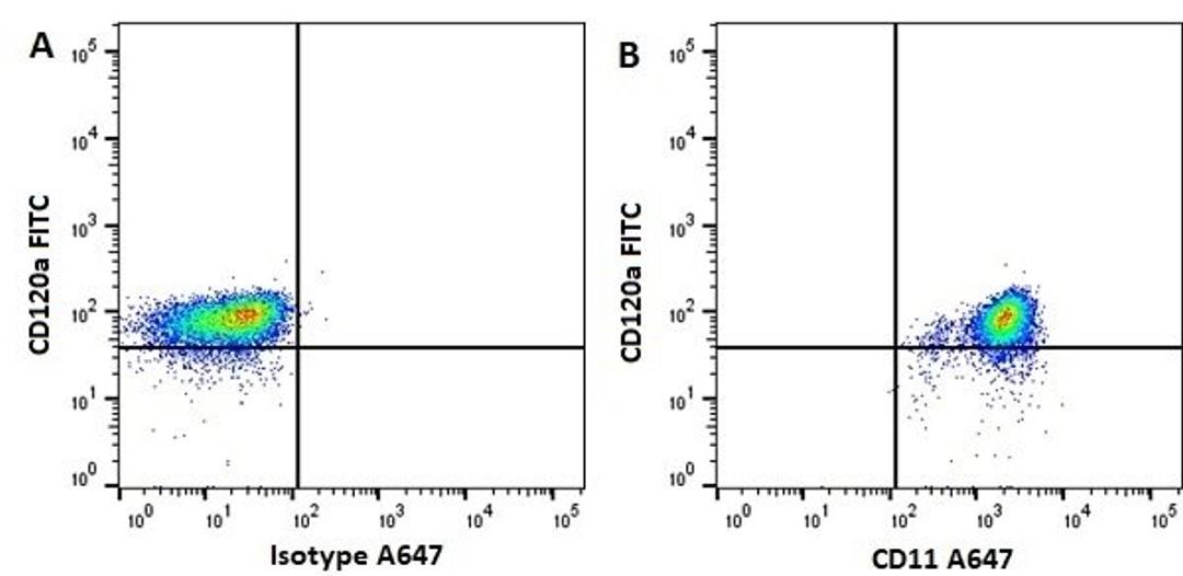 Figure A. mouse anti human CD31. Figure B. mouse anti human CD31 and mouse anti human CD11b.