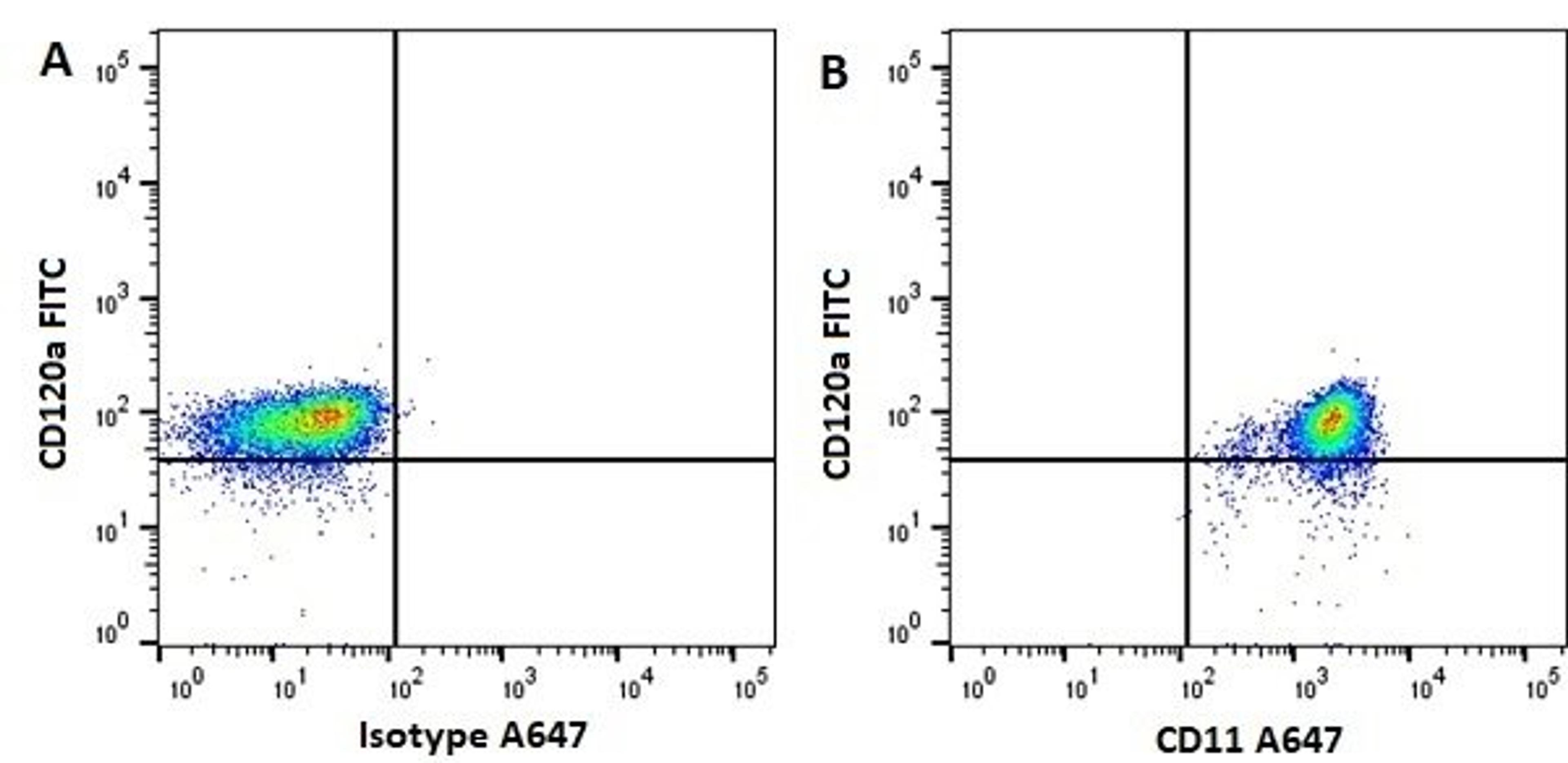 Figure A. mouse anti human CD31. Figure B. mouse anti human CD31 and mouse anti human CD11b.