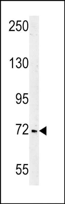 Western blot analysis in Jurkat cell line lysates (35ug/lane).