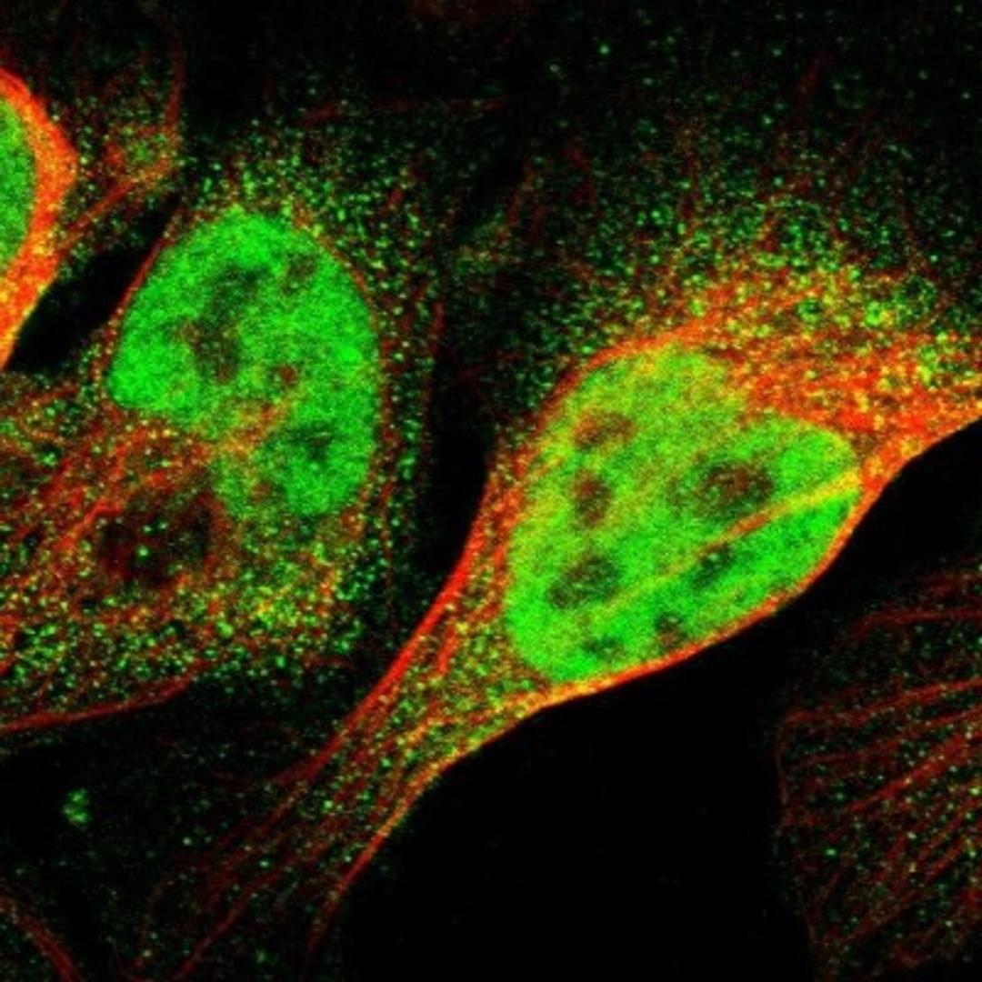 Immunocytochemistry/Immunofluorescence: WW domain binding protein 5 Antibody [NBP1-84208] - Staining of human cell line U-2 OS shows positivity in nucleus but not nucleoli & cytoplasm.