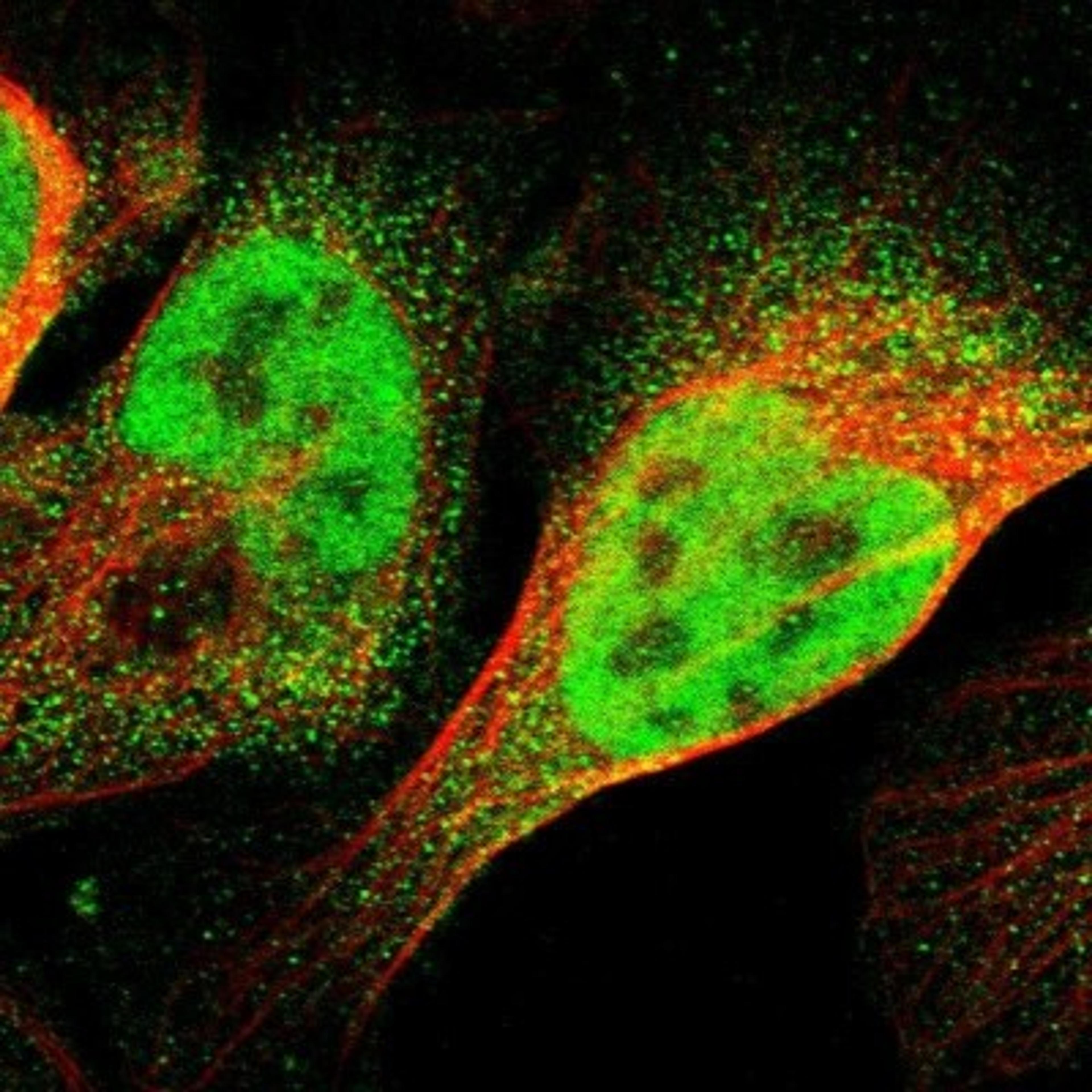 Immunocytochemistry/Immunofluorescence: WW domain binding protein 5 Antibody [NBP1-84208] - Staining of human cell line U-2 OS shows positivity in nucleus but not nucleoli & cytoplasm.