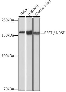 Western blot - REST / NRSF Rabbit mAb (A2415)