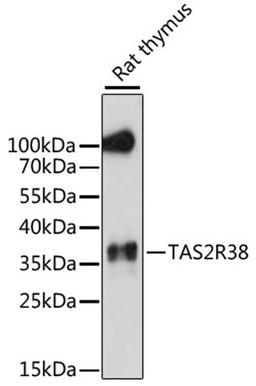 Western blot - TAS2R38 antibody (A15087)