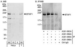 Detection of human BTAF1 by western blot and immunoprecipitation.