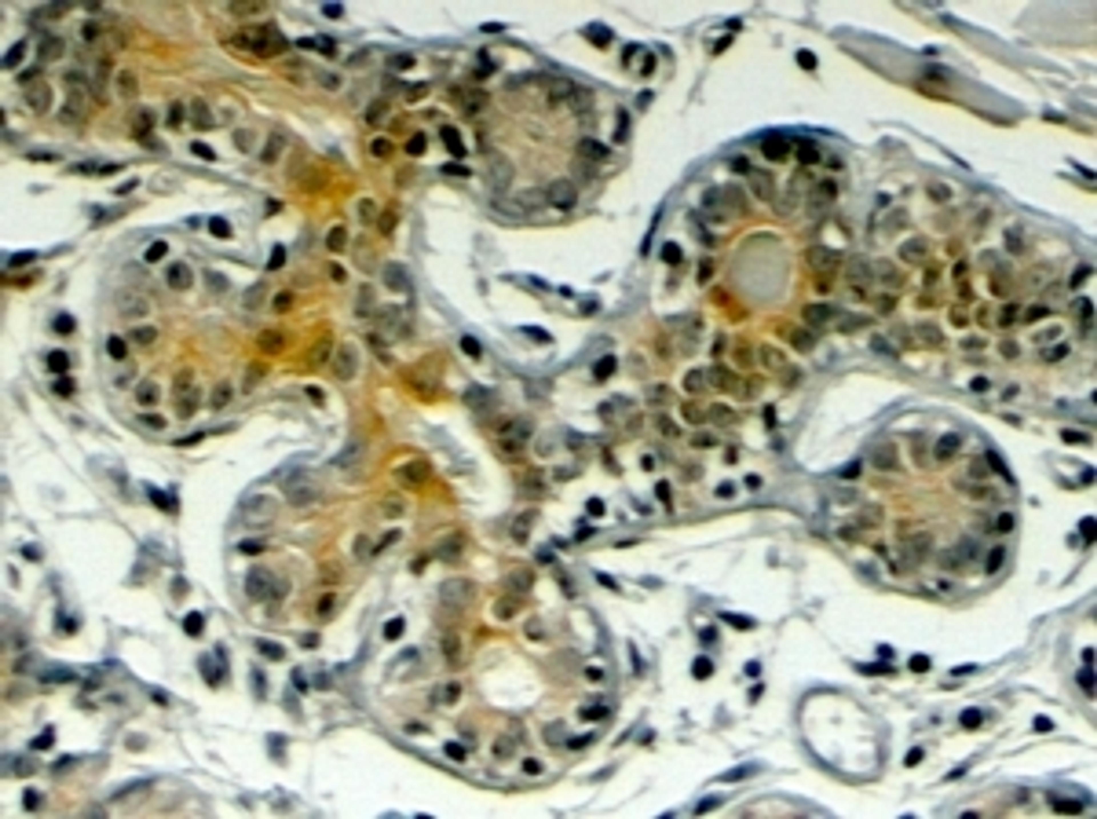 45-810 (4ug/ml) staining of paraffin embedded Human Breast. Steamed antigen retrieval with citrate buffer pH 6, HRP-staining.