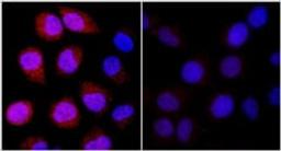 Detection of human REDD1 by immunocytochemistry.