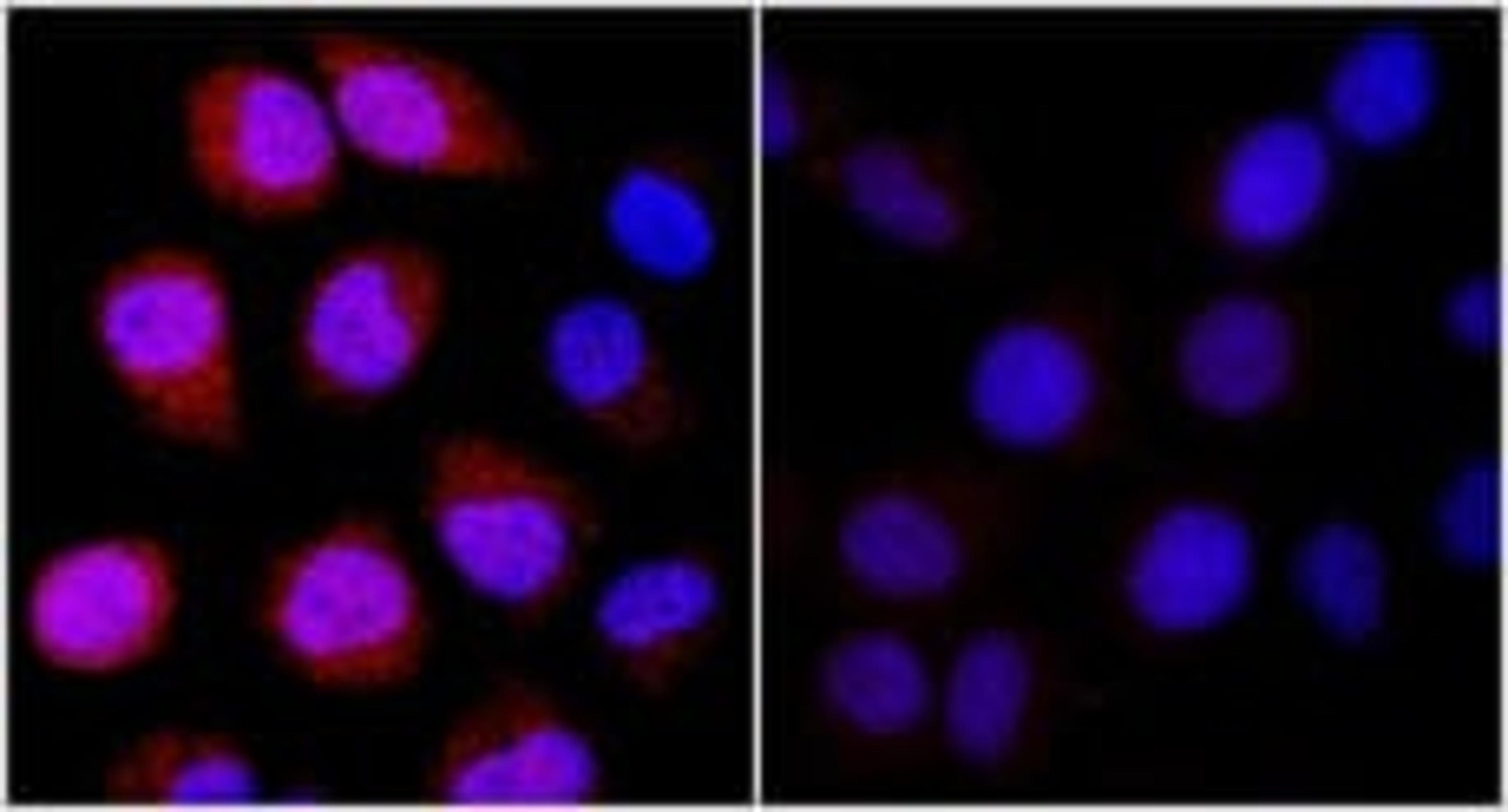 Detection of human REDD1 by immunocytochemistry.