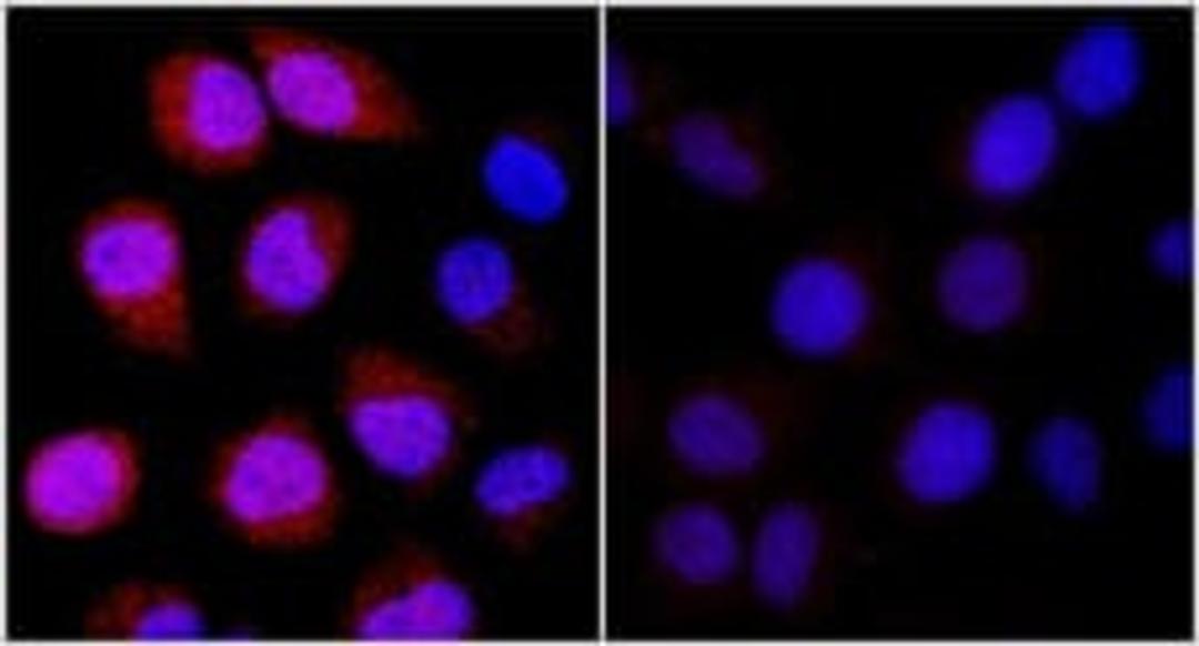 Detection of human REDD1 by immunocytochemistry.