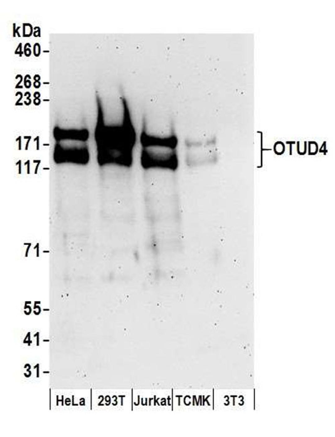 Detection of human and mouse OTUD4 by WB.