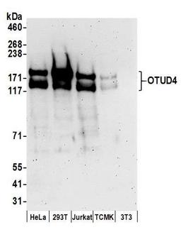 Detection of human and mouse OTUD4 by WB.