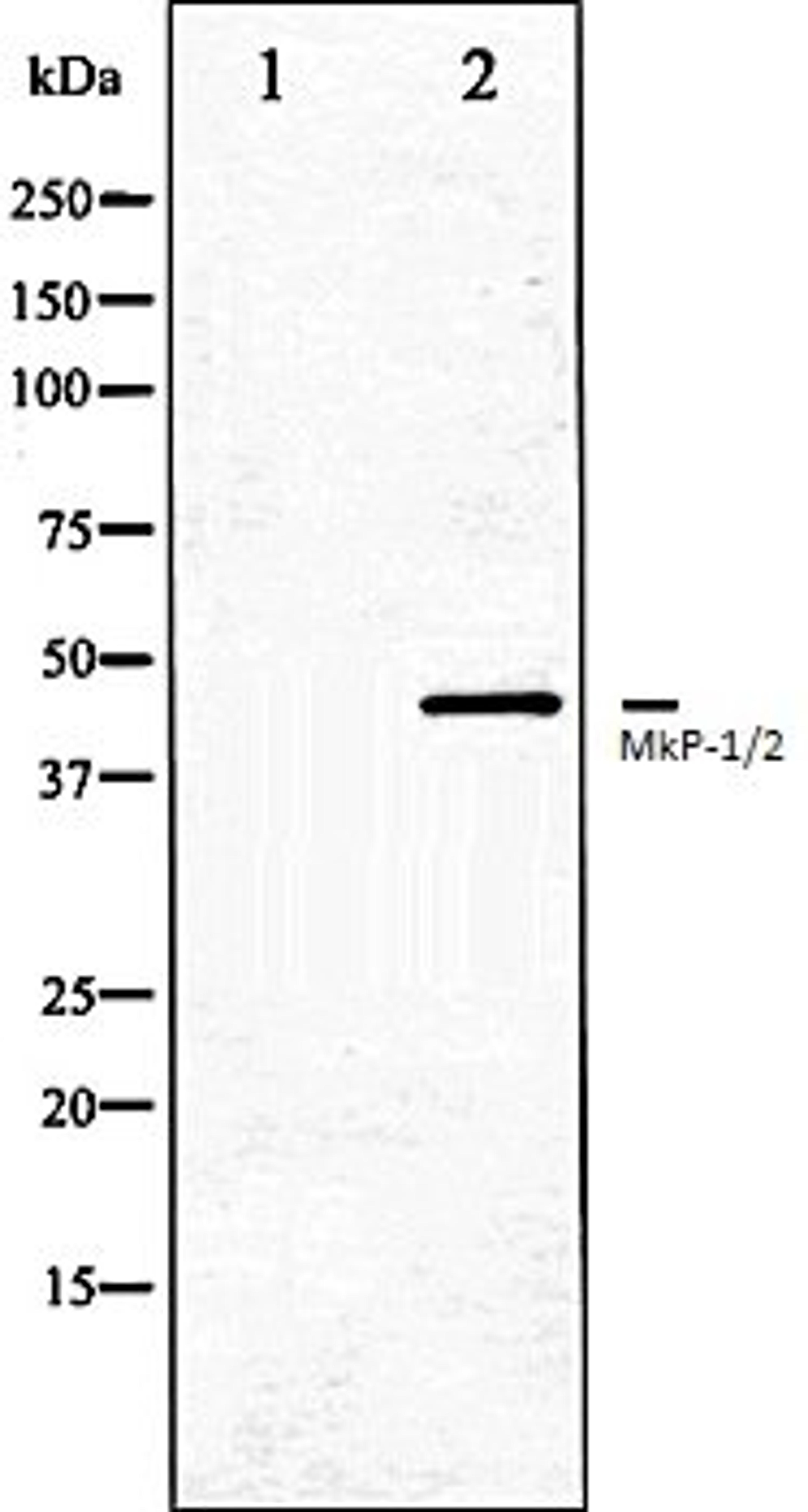 Western blot analysis of Jurkat whole cell lysates using MKP-1/2 antibody, The lane on the left is treated with the antigen-specific peptide.