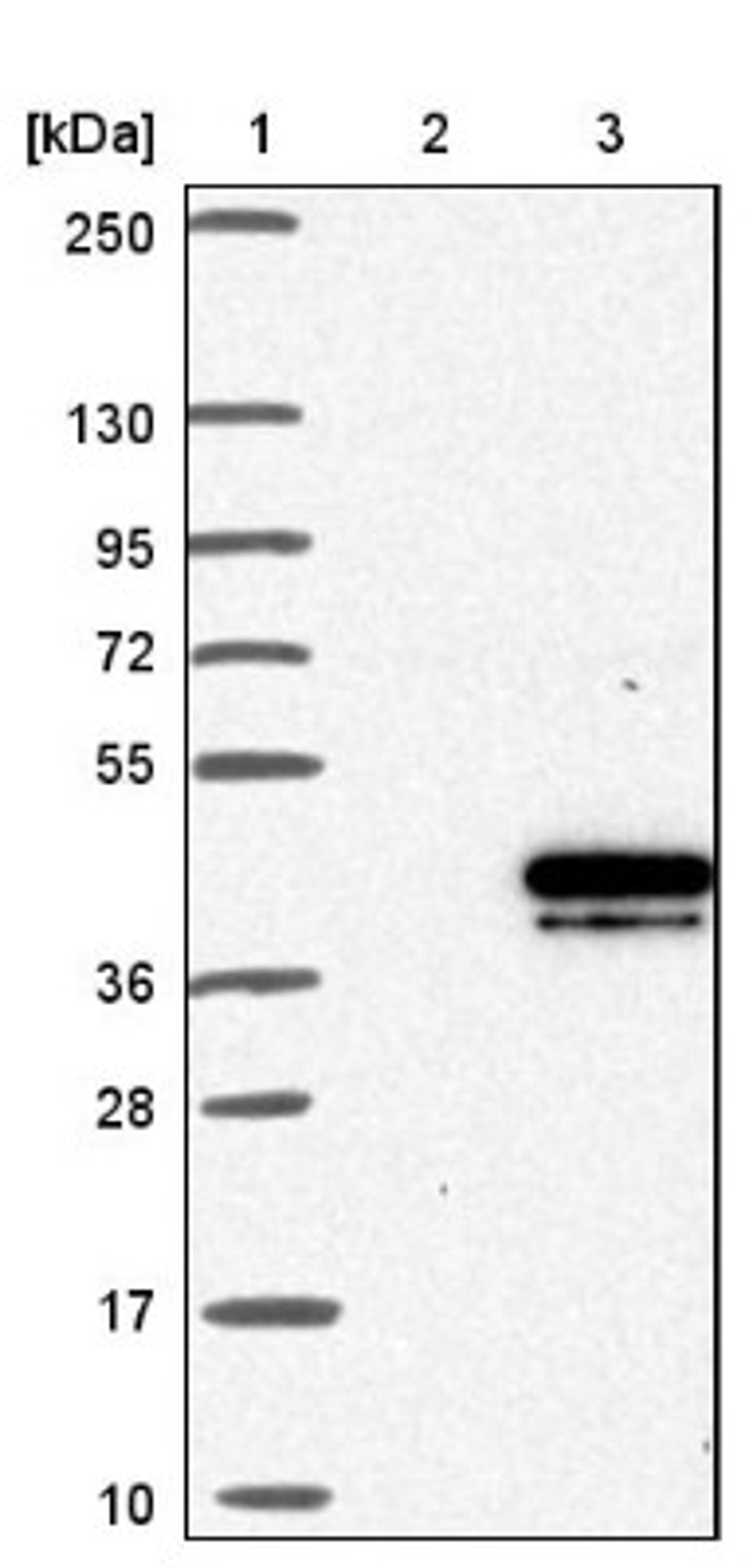 Western Blot: CHMP4B Antibody [NBP1-91782] - Lane 1: Marker [kDa] 250, 130, 95, 72, 55, 36, 28, 17, 10<br/>Lane 2: Negative control (vector only transfected HEK293T lysate)<br/>Lane 3: Over-expression lysate (Co-expressed with a C-terminal myc-DDK tag (~3.1 kDa) in mammalian HEK293T cells, LY406132)