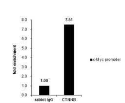 Chromatin Immunoprecipitation (ChIP): beta-Catenin Antibody [NBP1-32239] - Cross-linked ChIP was performed with HCT116 chromatin extract and 5 ug of either control rabbit IgG or anti-beta Catenin antibody. The precipitated DNA was detected by PCR with primer set targeting to c-Myc promoter.