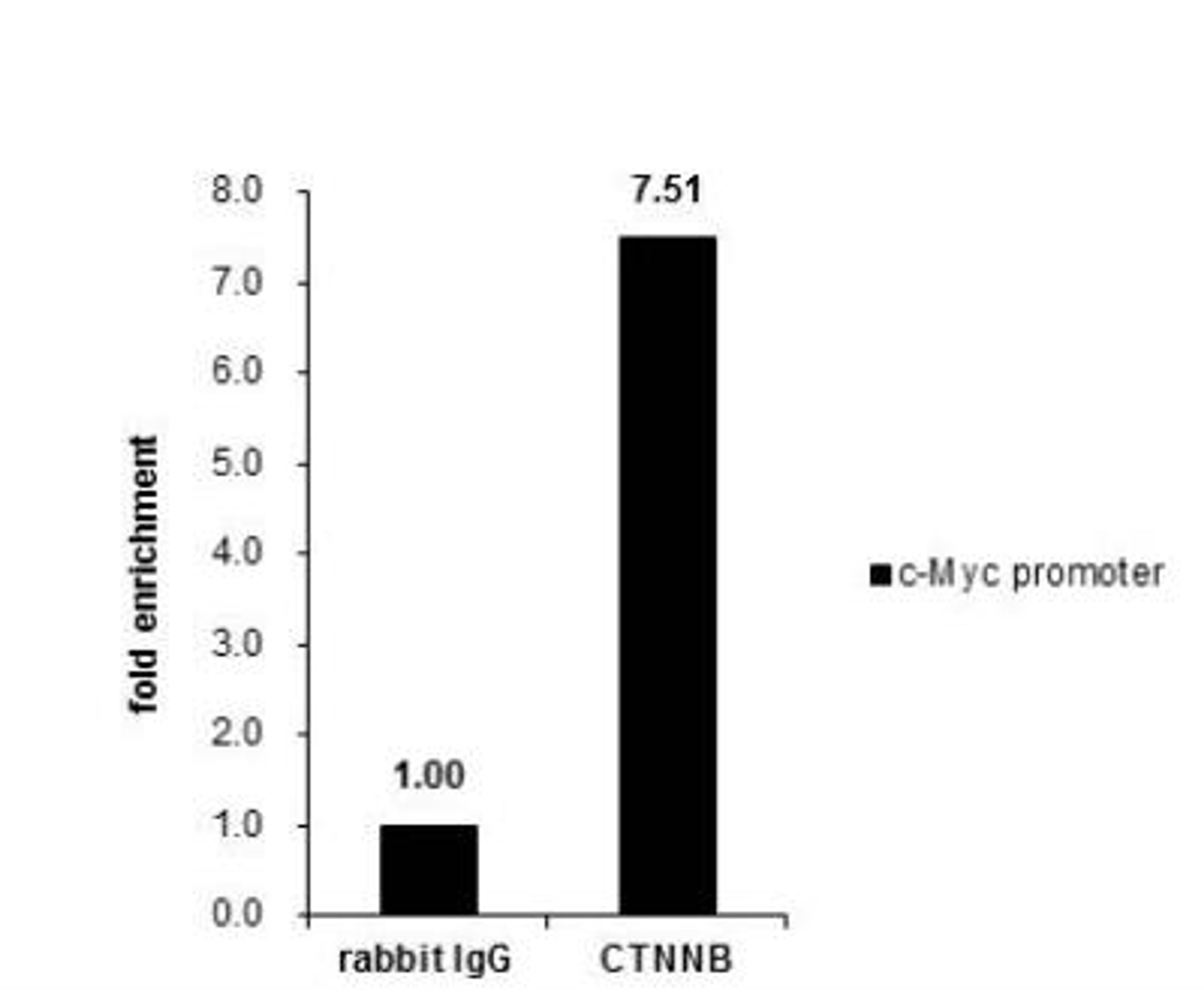 Chromatin Immunoprecipitation (ChIP): beta-Catenin Antibody [NBP1-32239] - Cross-linked ChIP was performed with HCT116 chromatin extract and 5 ug of either control rabbit IgG or anti-beta Catenin antibody. The precipitated DNA was detected by PCR with primer set targeting to c-Myc promoter.