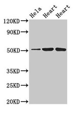 Western Blot. Positive WB detected in: Hela whole cell lysate, Rat heart tissue, Mouse heart tissue. All lanes: ATP1B1 antibody at 3µg/ml. Secondary. Goat polyclonal to rabbit IgG at 1/50000 dilution. Predicted band size: 36, 35 kDa. Observed band size: 52 kDa