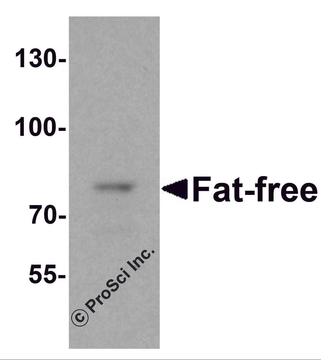 Western blot analysis of Fat Free in mouse brain tissue lysate with Fat Free antibody at 1 μg/mL.