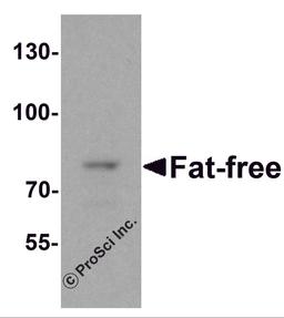 Western blot analysis of Fat Free in mouse brain tissue lysate with Fat Free antibody at 1 μg/mL.