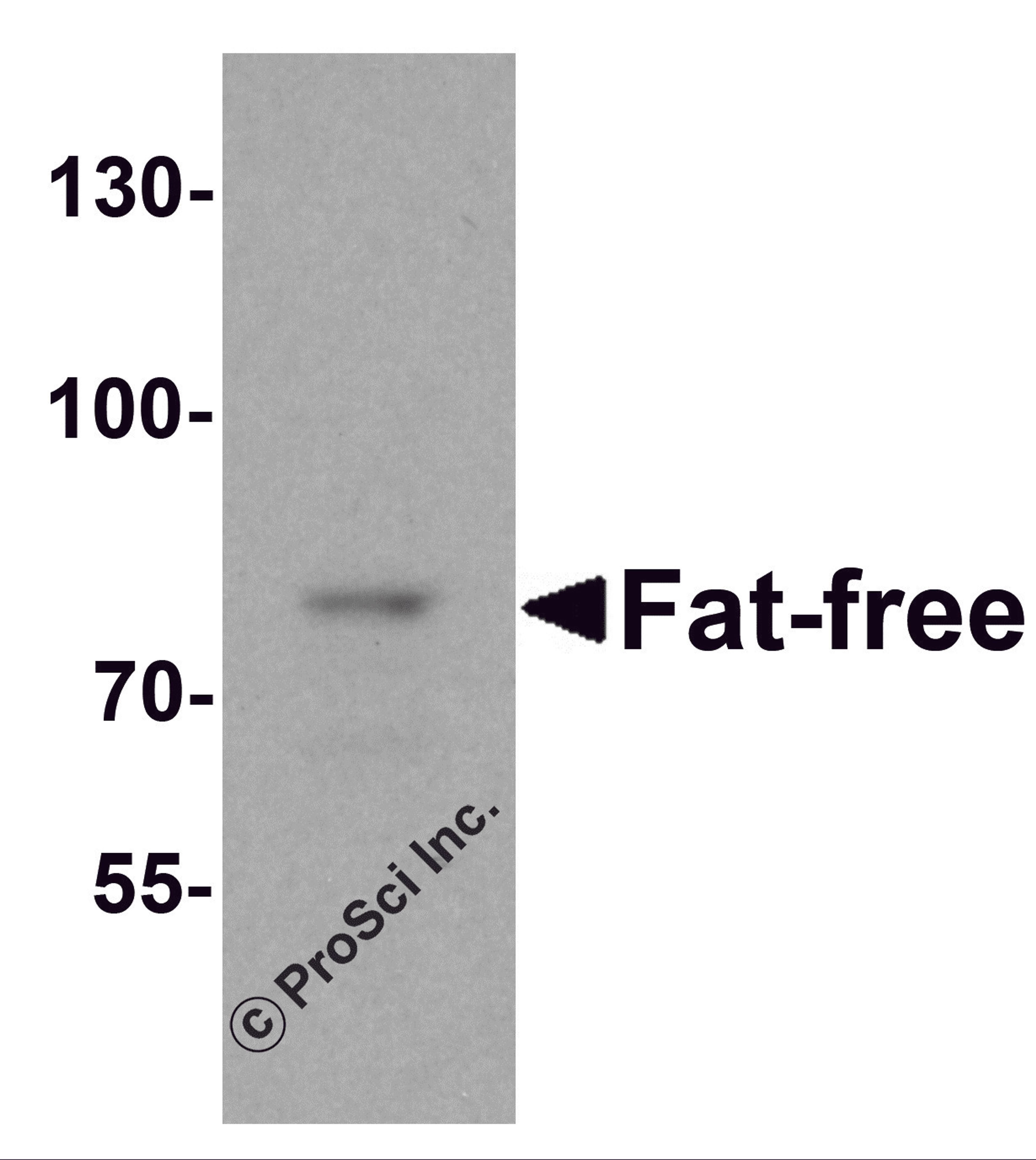 Western blot analysis of Fat Free in mouse brain tissue lysate with Fat Free antibody at 1 μg/mL.