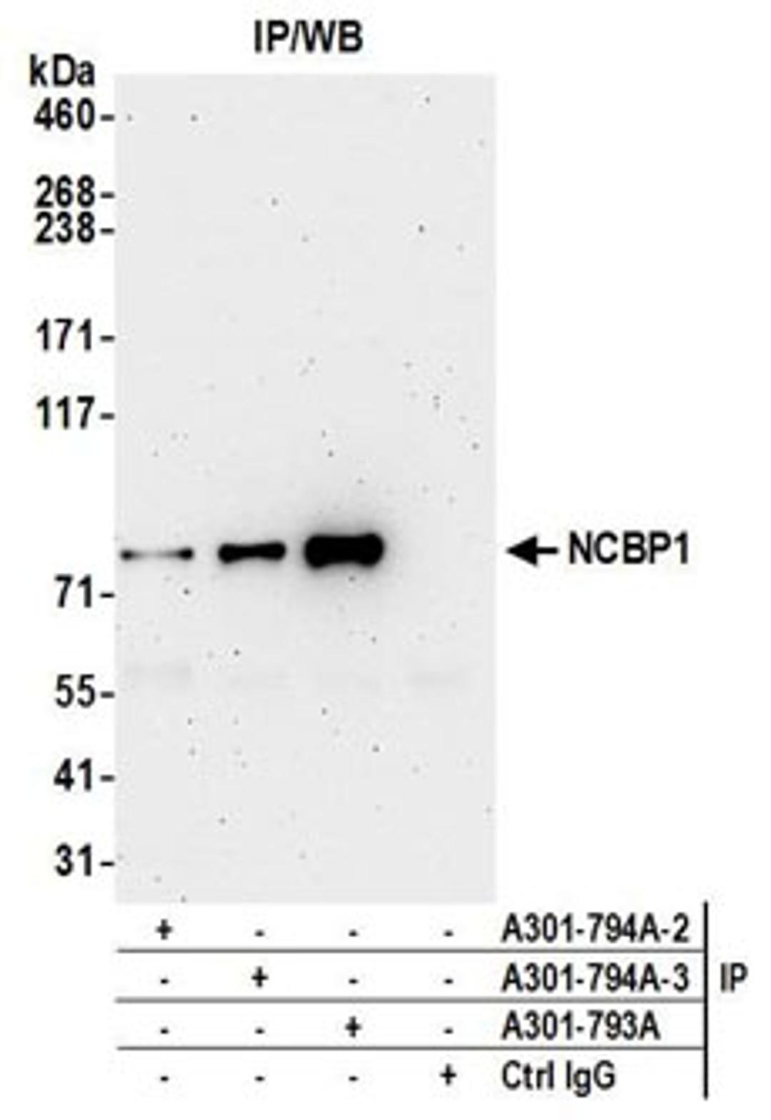 Detection of human NCBP1 by western blot of immunoprecipitates.