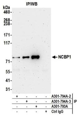 Detection of human NCBP1 by western blot of immunoprecipitates.