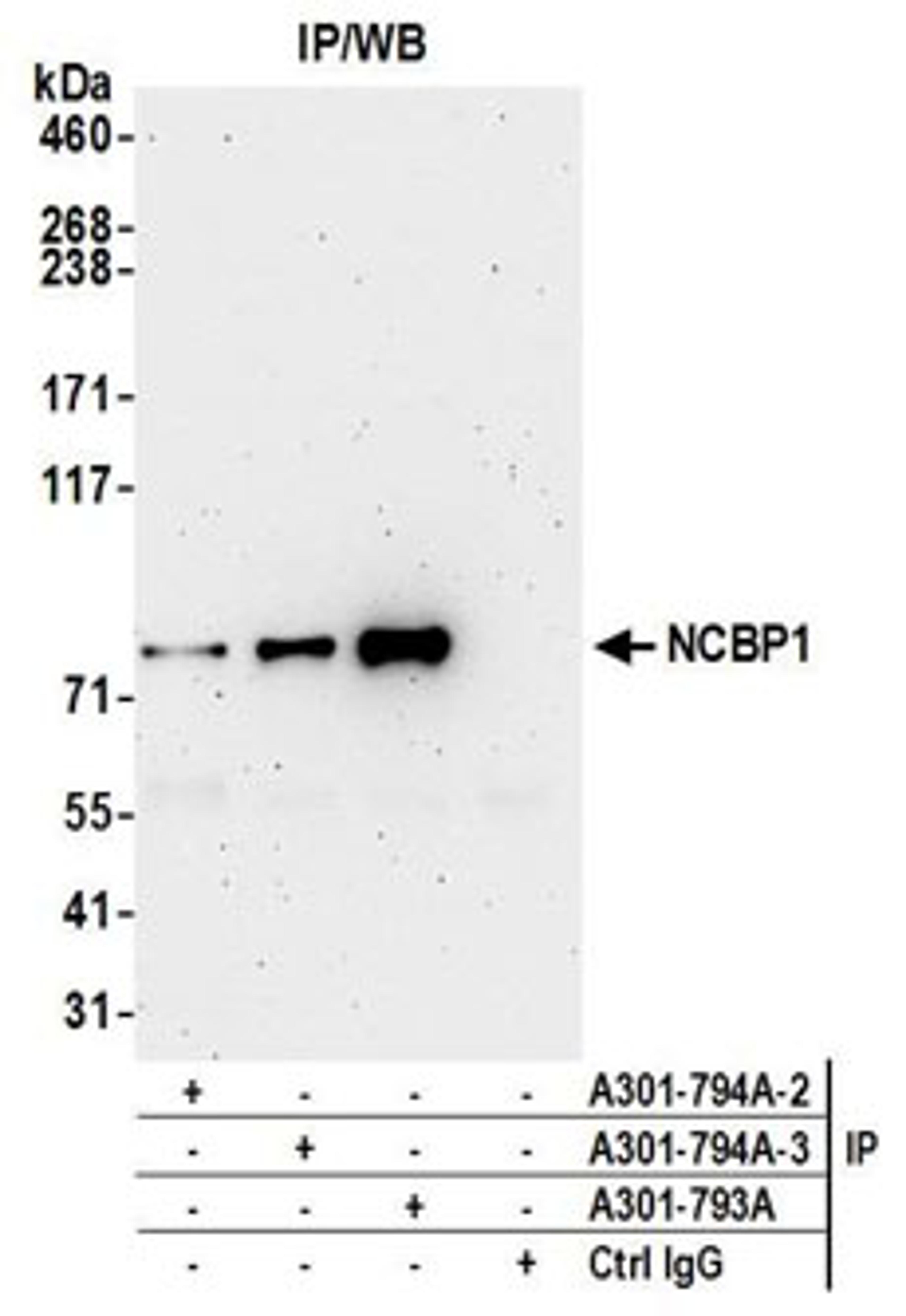 Detection of human NCBP1 by western blot of immunoprecipitates.