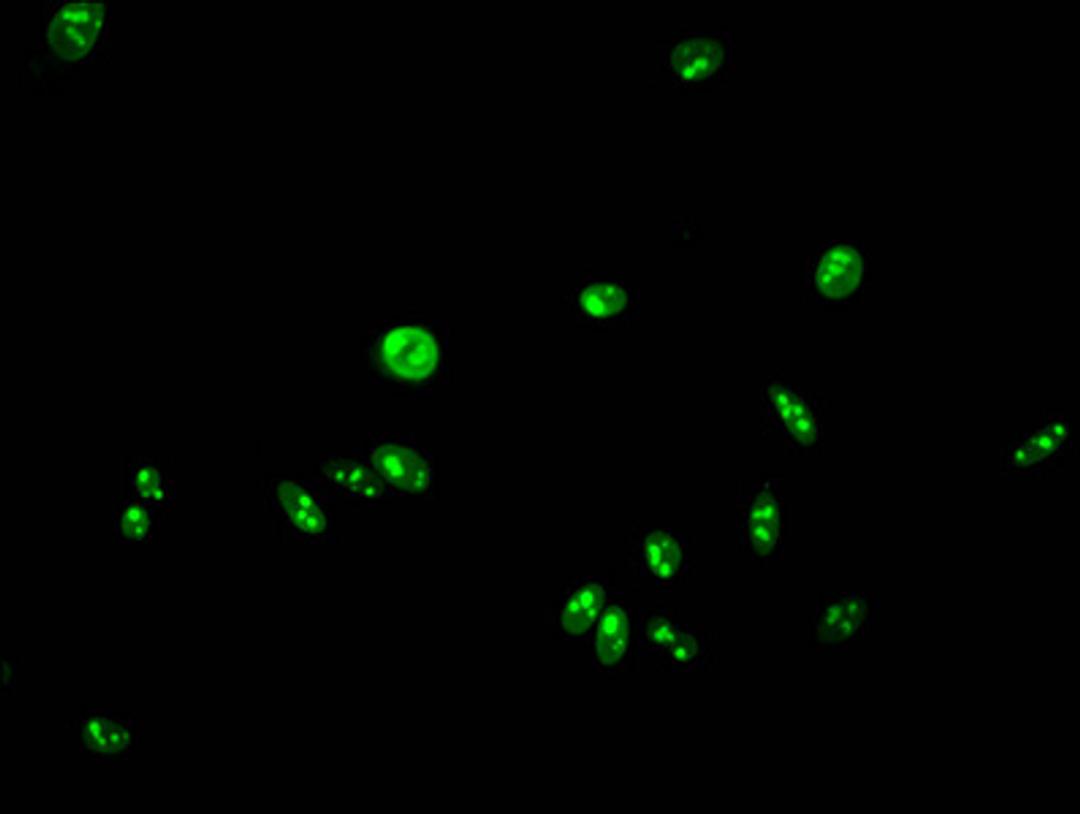 Immunofluorescent analysis of Hela cells using CSB-PA010389PA95forHU at dilution of 1:100 and Alexa Fluor 488-congugated AffiniPure Goat Anti-Rabbit IgG(H+L)