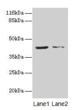 Western blot. All lanes: MAPK13 antibody at 2µg/ml. Lane 1: Hela whole cell lysate. Lane 2: A549 whole cell lysate. Secondary. Goat polyclonal to rabbit IgG at 1/10000 dilution. Predicted band size: 43, 29 kDa. Observed band size: 43 kDa
