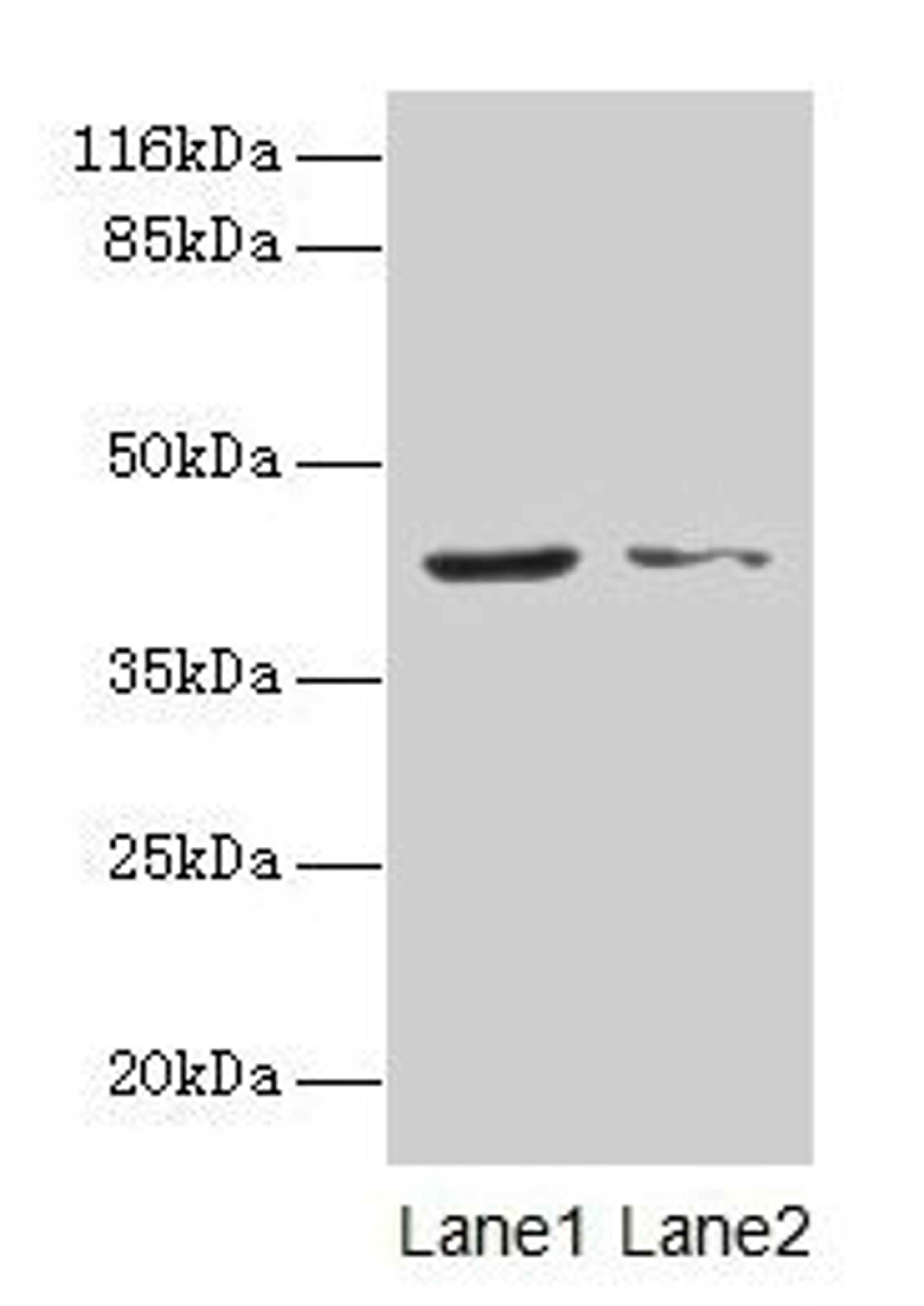 Western blot. All lanes: MAPK13 antibody at 2µg/ml. Lane 1: Hela whole cell lysate. Lane 2: A549 whole cell lysate. Secondary. Goat polyclonal to rabbit IgG at 1/10000 dilution. Predicted band size: 43, 29 kDa. Observed band size: 43 kDa
