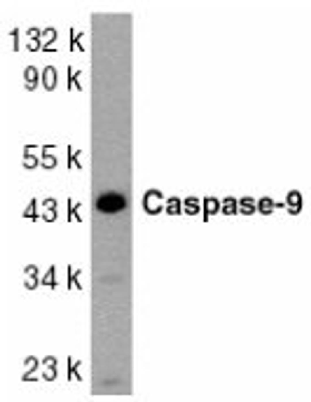 Western blot analysis of whole cell lysates from HeLa cells probed with Rabbit anti Human caspase-9