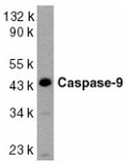 Western blot analysis of whole cell lysates from HeLa cells probed with Rabbit anti Human caspase-9