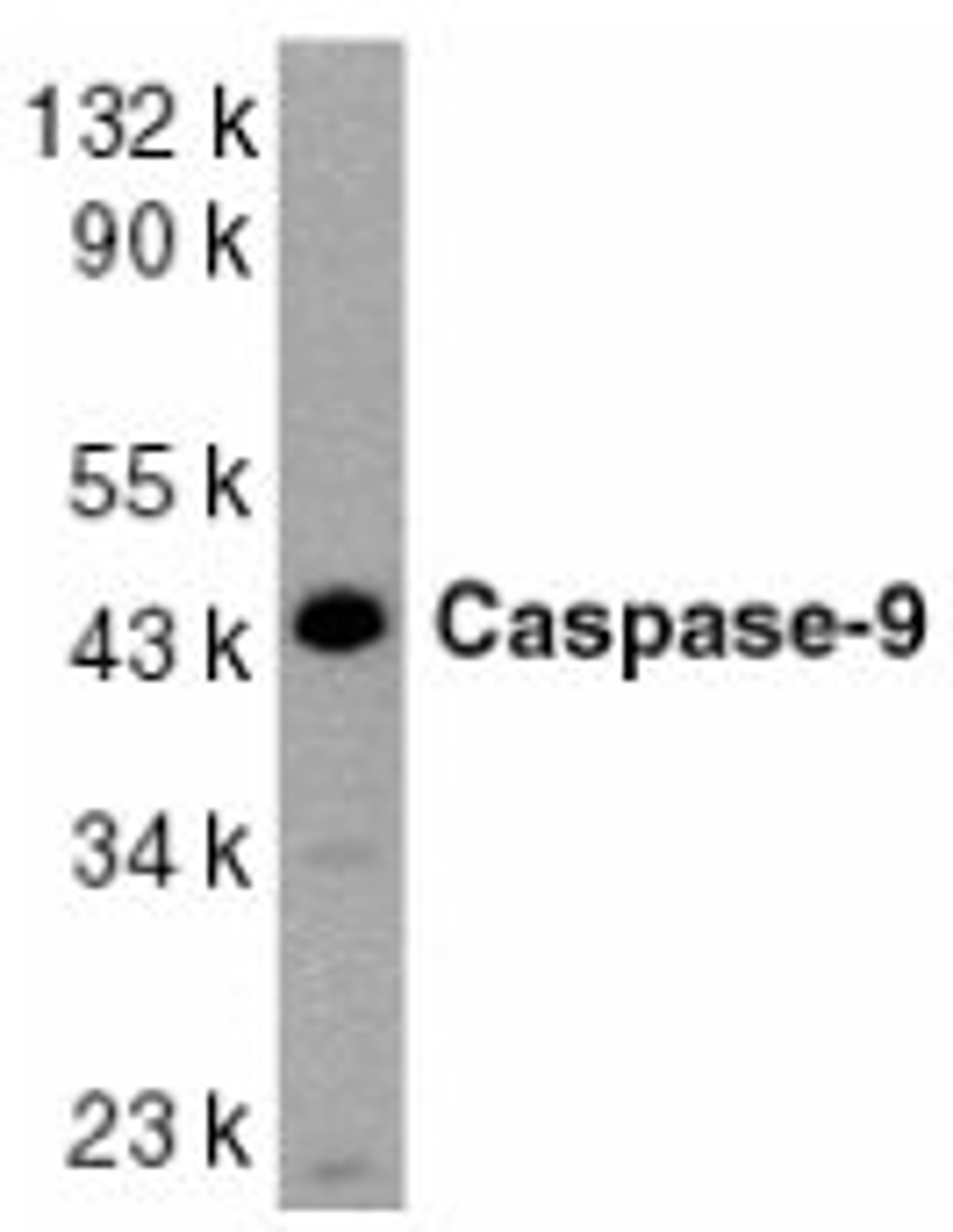 Western blot analysis of whole cell lysates from HeLa cells probed with Rabbit anti Human caspase-9