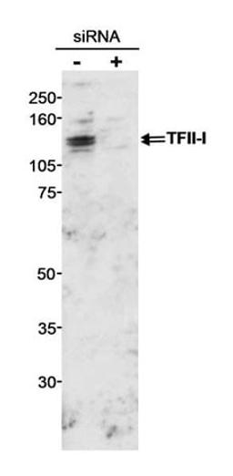 Detection of human GTF2I/TFII-I by western blot.