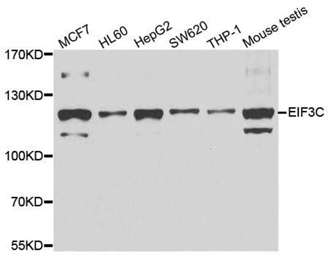 Western blot analysis of extracts of various cell lines using EIF3C antibody