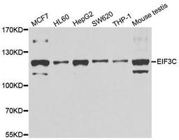 Western blot analysis of extracts of various cell lines using EIF3C antibody