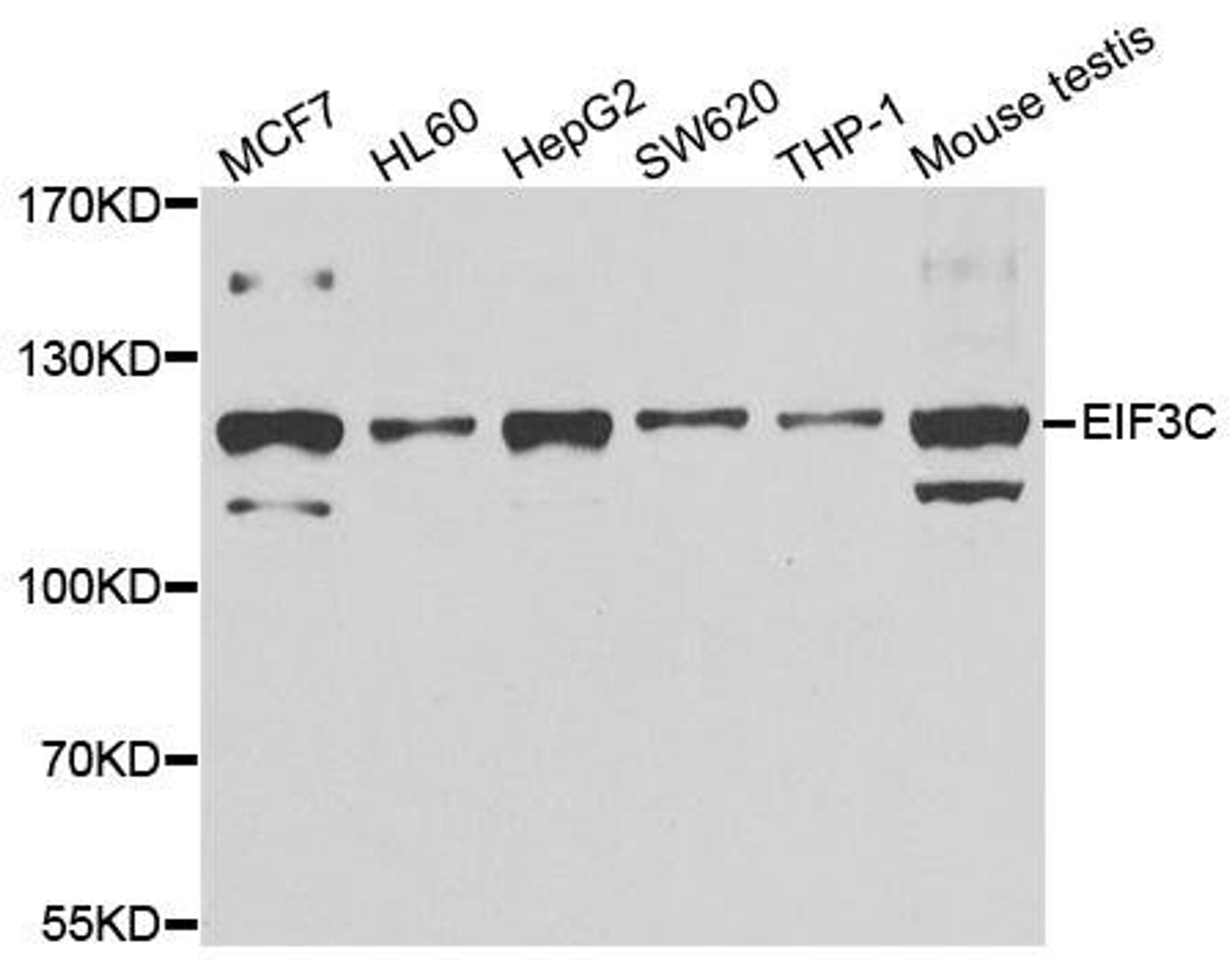 Western blot analysis of extracts of various cell lines using EIF3C antibody