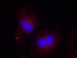 Immunocytochemistry/Immunofluorescence: FAK [p Tyr925] Antibody [NB100-81922] - Staining of methanol-fixed Hela cells using FAK(Phospho-Tyr925) antibody