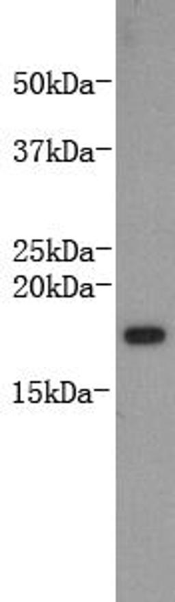 Western Blot analysis of recombinant LT-alpha lysate using Lymphotoxin-alpha monoclonal antibody