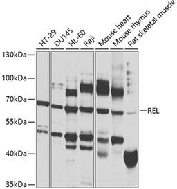 Western blot - REL antibody (A1181)